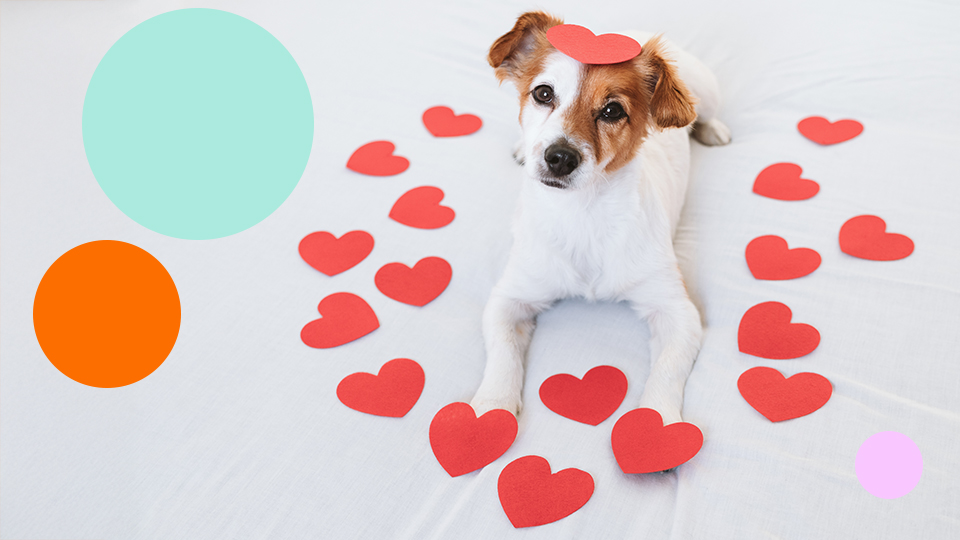 Jack Russell dog surrounded by red heart shapes, representing care, wellbeing and positive workplace culture.